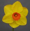 Unknown Daffodil