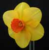 Pleasant Valley Daffodils Seedling G 5-08