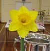 Unknown Daffodil